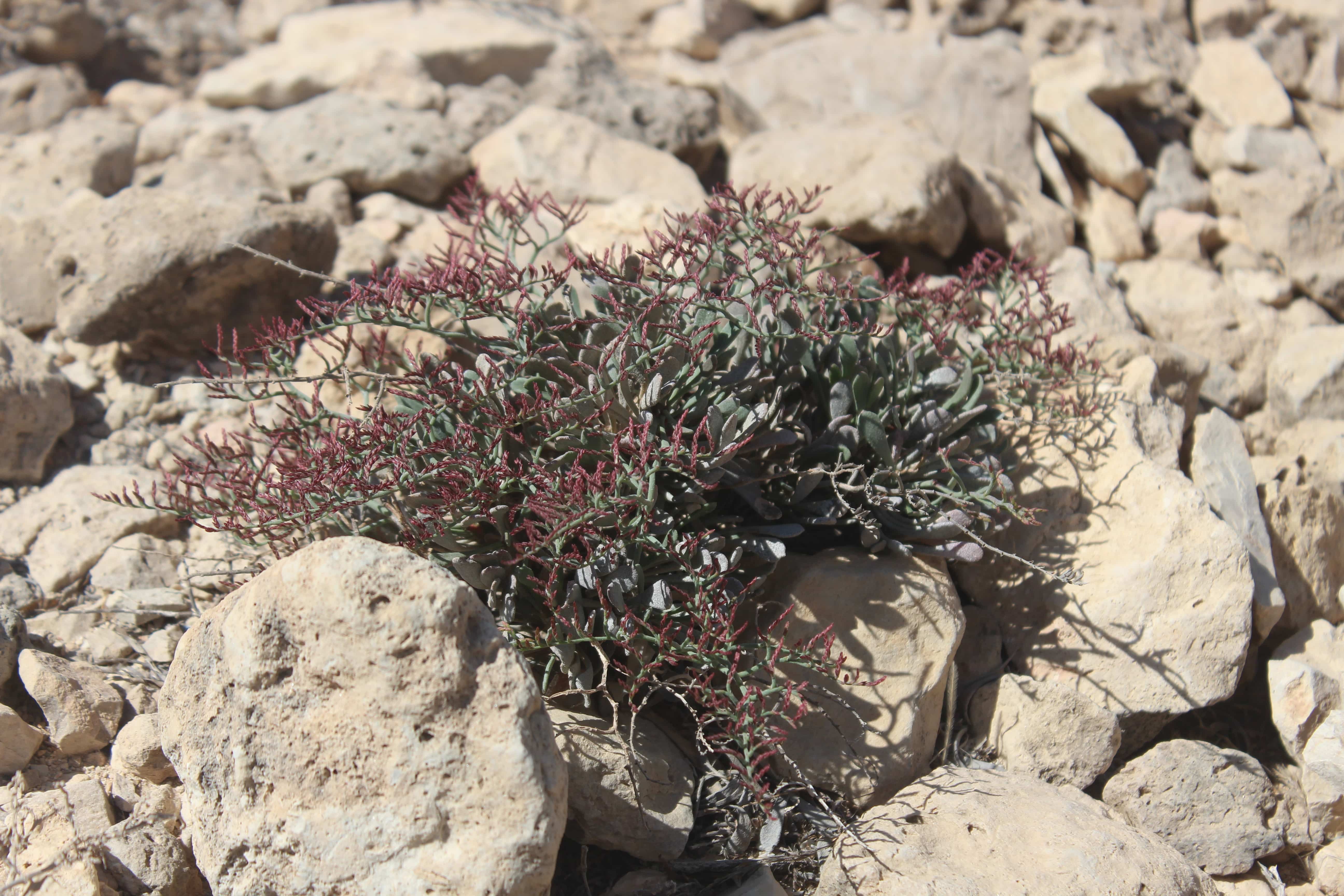 Plant Image